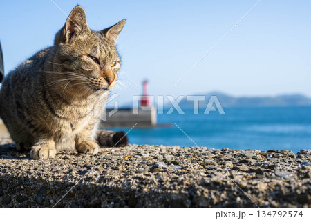 港にいる猫 134792574