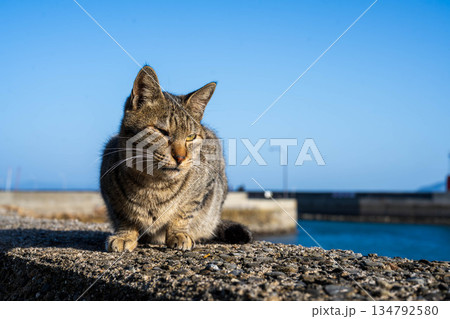 漁港で日向ぼっこする猫 134792580