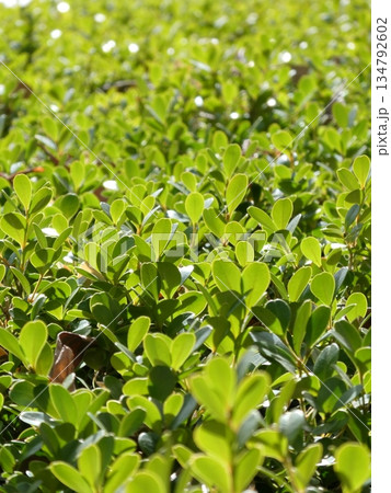 明るいグリーンの背景素材 明るいグリーンの背景素材 134792602