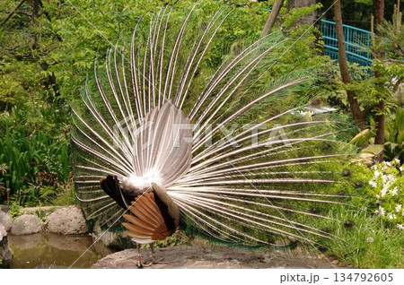 繁殖期にアピールする雄クジャクの後ろ姿5 繁殖期にアピールする雄クジャクの後ろ姿5 134792605