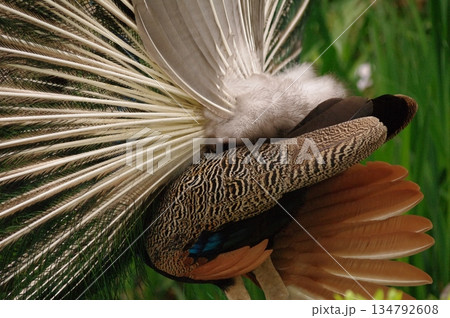 繁殖期にアピールする雄クジャクの後ろ姿2 134792608