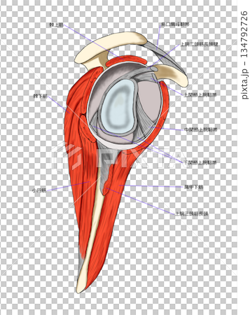 Glenoid fossa and rotator cuff muscles of the shoulder joint 134792726