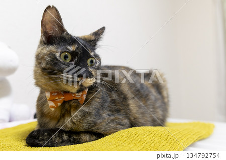 サビ猫 サビ猫 134792754