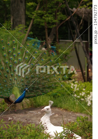 白孔雀 白化個体 ホワイトピーコック3 134792773