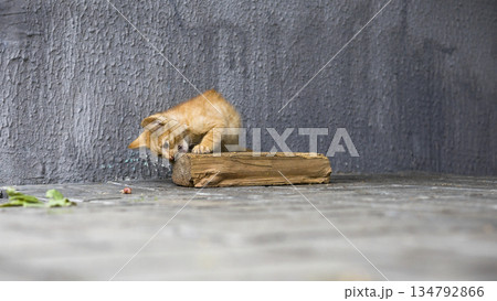 A cat is engaged in play with a wooden block on the ground in a room with gray walls. Leaves and small debris are nearby, showing a simple setting 134792866