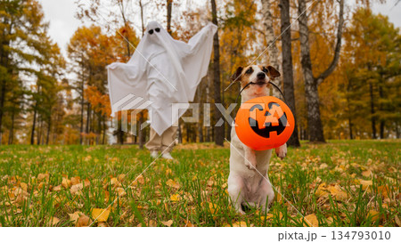 Woman in white sheet and jack russell terrier dog holding jack o latrine in autumn forest. Halloween costume. Woman in white sheet and jack russell terrier dog holding jack o latrine in autumn forest. Halloween costume. 134793010