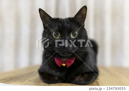 黒猫 134793055