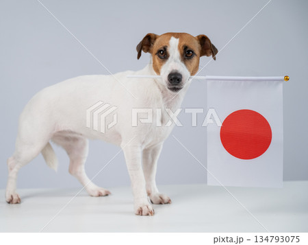 Jack Russell Terrier dog holding a Japanese flag on a white background. 134793075