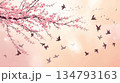 桜の花と飛翔する鳥 134793163