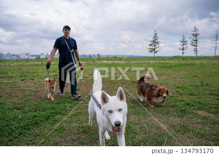 A Caucasian man walks with three dogs. Dog walker. A Caucasian man walks with three dogs. Dog walker. 134793170