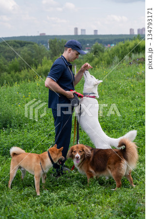 A Caucasian man walks with three dogs. Dog walker. A Caucasian man walks with three dogs. Dog walker. 134793171