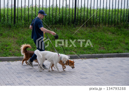 A man walks three different dogs. 134793288