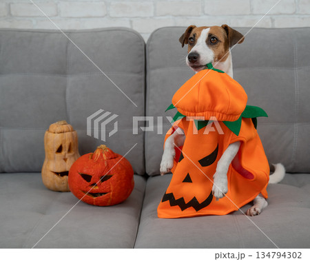 Jack Russell Terrier dog in pumpkin costume next to jack o lantern on sofa. Jack Russell Terrier dog in pumpkin costume next to jack o lantern on sofa. 134794302