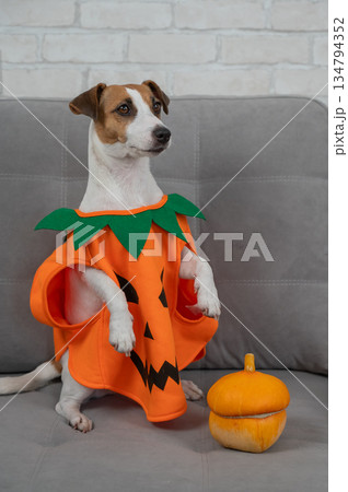 Jack Russell Terrier dog in pumpkin costume next to jack o lantern on sofa.  134794352