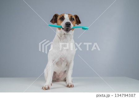 Jack Russell Terrier Dog Holding a Toothbrush in His Mouth.  134794387