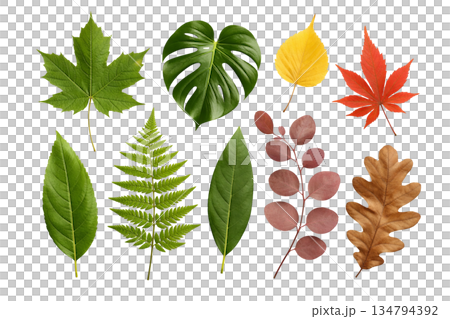 Png collection of autumn leaves with various shapes and colors isolated on transparent background. concept of seasonal foliage, nature elements, fall decor. 134794392