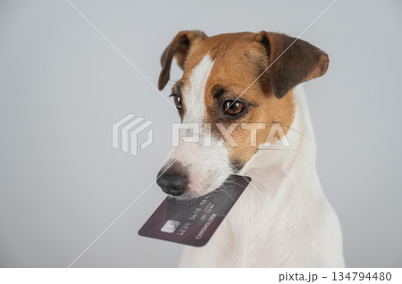 Jack Russell Terrier Dog Holding Credit Card.  134794480