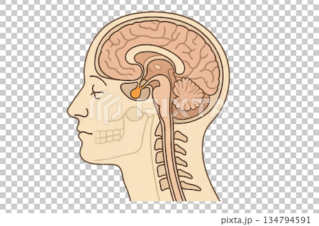 Illustration of human head anatomy with detailed brain and skull structure on plain background. concept of medical education, biology study, health learning, scientific diagram 134794591