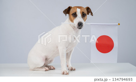 Jack Russell Terrier dog holding a Japanese flag on a white background. Jack Russell Terrier dog holding a Japanese flag on a white background. 134794693