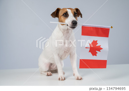 Jack Russell Terrier dog holding a Canadian flag on a white background.  134794695
