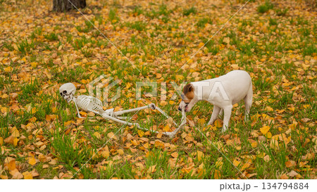 Jack Russell Terrier Dog Dragging Human Skeleton Through Autumn Park. Jack Russell Terrier Dog Dragging Human Skeleton Through Autumn Park. 134794884