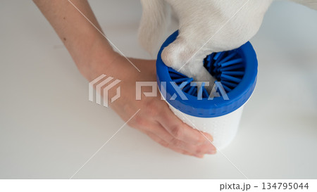 The owner washes the dog's paws in a special device. The owner washes the dog's paws in a special device. 134795044