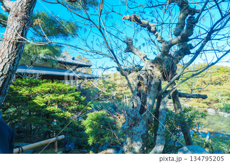 京都の對龍山荘の庭園 134795205