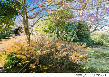 京都の對龍山荘の庭園 134795271