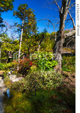 京都の對龍山荘の庭園 京都の對龍山荘の庭園 134795274