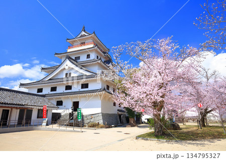 【佐賀県】晴天の唐津城天守閣と満開の桜 【佐賀県】晴天の唐津城天守閣と満開の桜 134795327