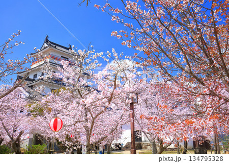 【佐賀県】晴天の唐津城天守閣と満開の桜 【佐賀県】晴天の唐津城天守閣と満開の桜 134795328