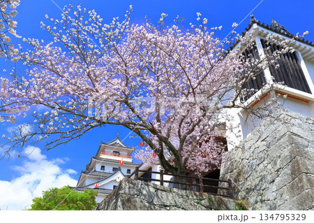 【佐賀県】晴天の唐津城天守閣と満開の桜 134795329