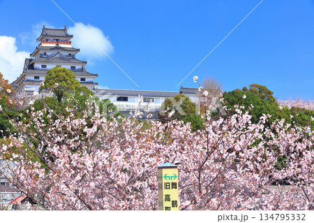 【佐賀県】晴天の唐津城天守閣と満開の桜 134795332