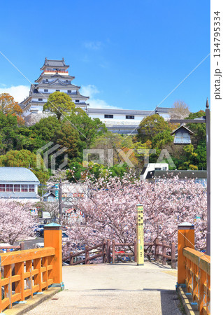 【佐賀県】晴天の唐津城天守閣と満開の桜 【佐賀県】晴天の唐津城天守閣と満開の桜 134795334