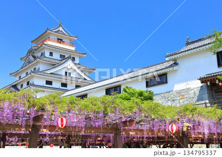 【佐賀県】晴天の唐津城天守閣と満開の藤棚 134795337