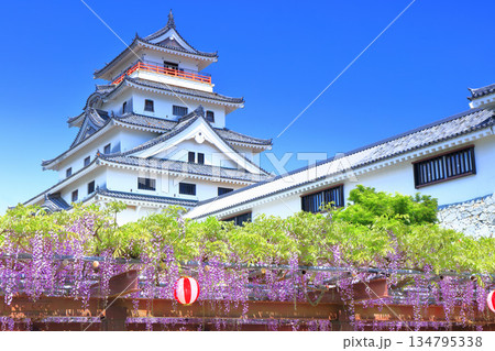 【佐賀県】晴天の唐津城天守閣と満開の藤棚 134795338
