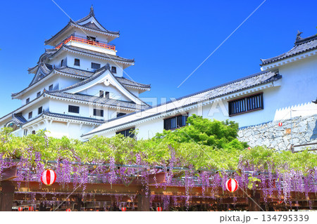 【佐賀県】晴天の唐津城天守閣と満開の藤棚 【佐賀県】晴天の唐津城天守閣と満開の藤棚 134795339