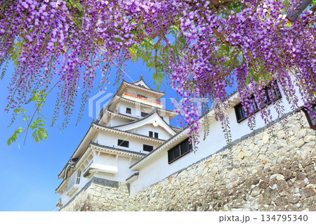 【佐賀県】晴天の唐津城天守閣と満開の藤棚 134795340