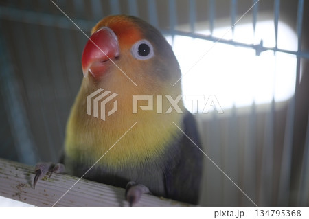 ボタンインコ 134795368