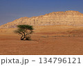 Lonely Tree in the Negev Desert, Israel. 134796121