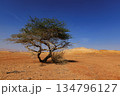 Lonely Tree in the Negev Desert, Israel. 134796127