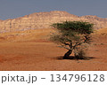 Lonely Tree in the Negev Desert, Israel. 134796128