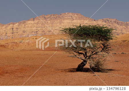 Lonely Tree in the Negev Desert, Israel. 134796128