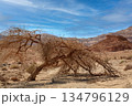 Lonely Tree in the Negev Desert, Israel. 134796129