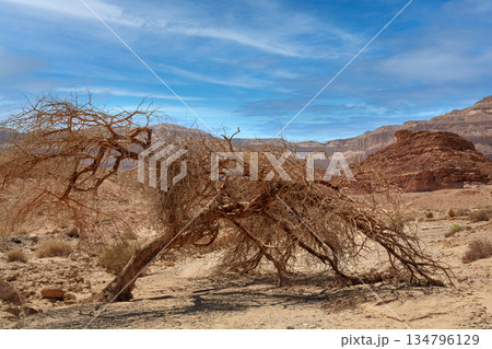Lonely Tree in the Negev Desert, Israel. 134796129