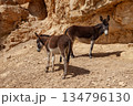Donkeys in the desert. Israel 134796130