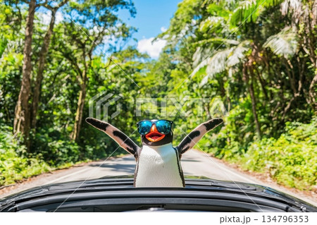 Cheerful Penguin Wearing Reflective Sunglasses Enjoying a Scenic Road Trip Adventure Cheerful Penguin Wearing Reflective Sunglasses Enjoying a Scenic Road Trip Adventure 134796353