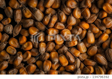 Golden Corn Kernels Cluster with Intricate Details and Natural Texture 134796392