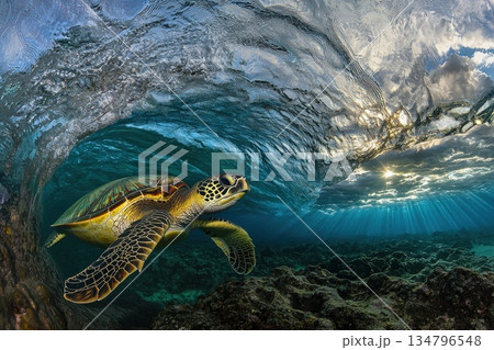 Serene Sea Turtle Gliding Through Crystal Clear Shallow Water Under Waves 134796548
