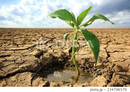 Resilient Green Plant Thriving in Vast Desert Landscape Under Expansive Sky 134796570